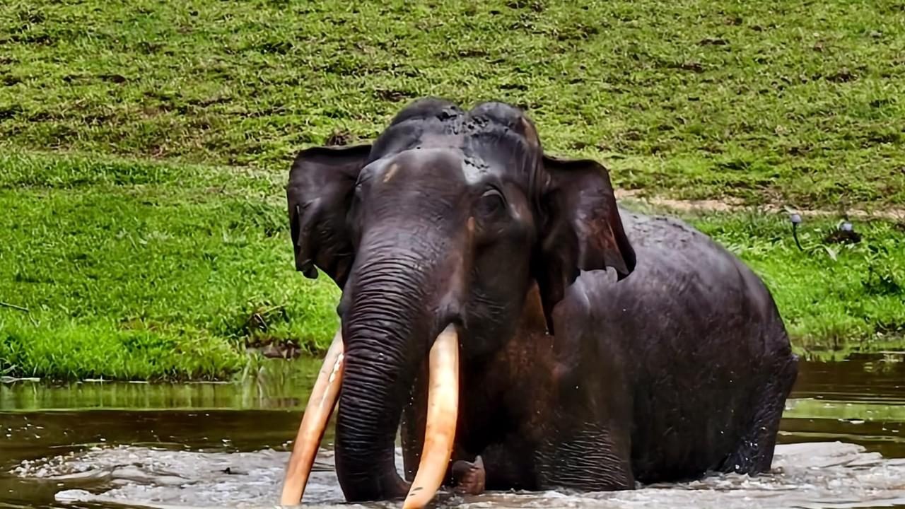 A tusker bathing in the water with green grass behind