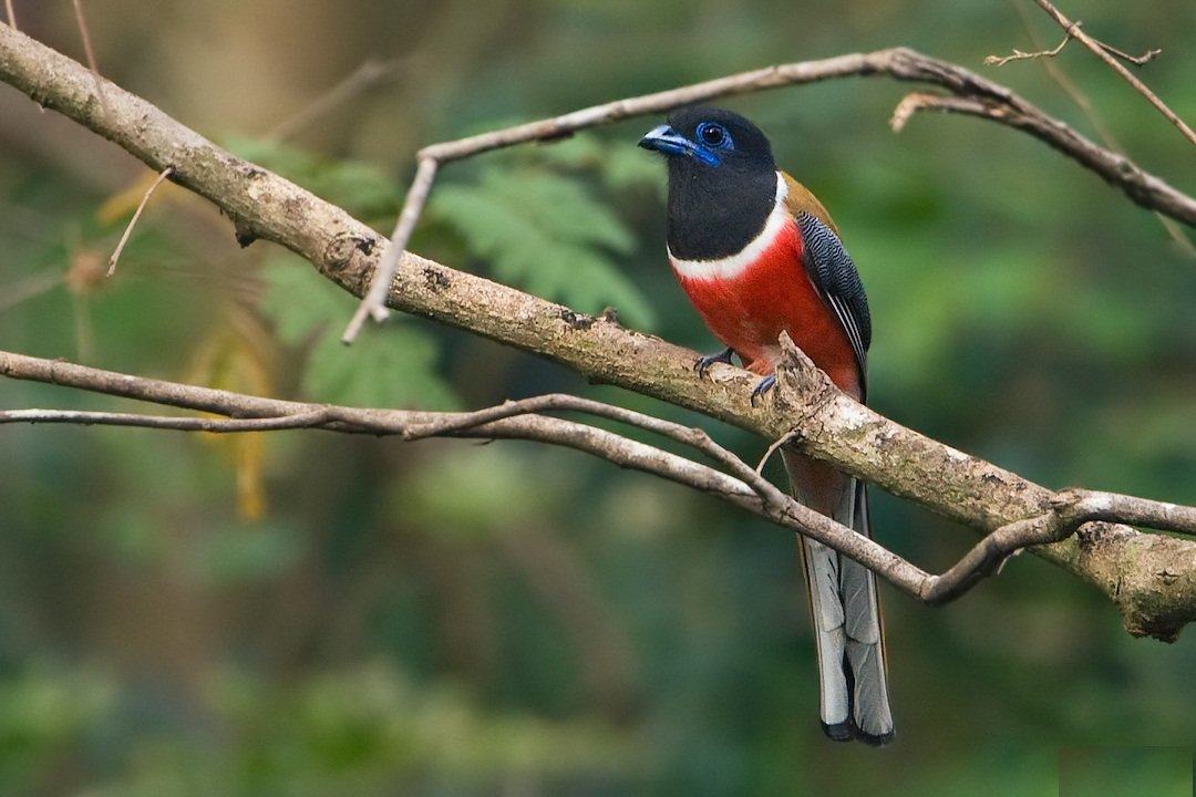 Malabar Trogon in the Western Ghats of Wayanad